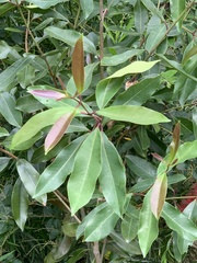 Syzygium guineense