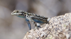 Urosaurus ornatus schottii