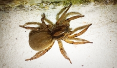Arctosa villica
