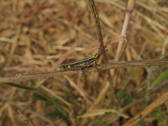 Zonocerus variegatus