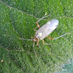 Rhabdomiris striatellus