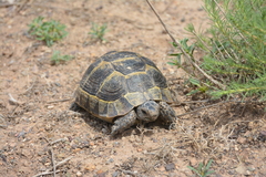 Testudo graeca buxtoni