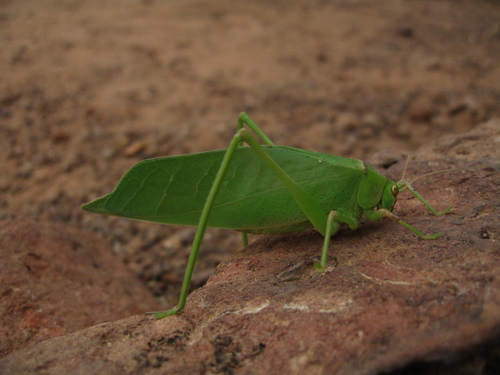 Giant Leaf Katydid