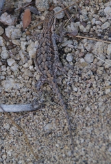 Urosaurus ornatus schottii