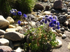 Delphinium caucasicum