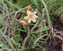 Cyrtanthus loddigesianus