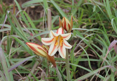 Cyrtanthus loddigesianus