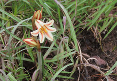 Cyrtanthus loddigesianus