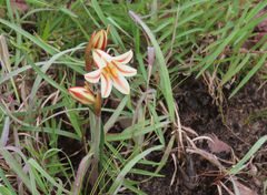 Cyrtanthus loddigesianus