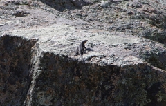 Urosaurus ornatus schottii