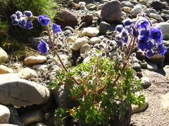 Delphinium caucasicum