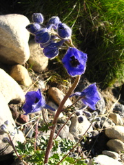 Delphinium caucasicum