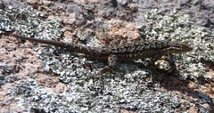 Urosaurus ornatus schottii