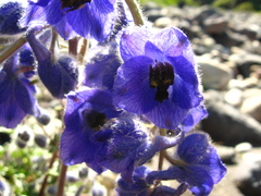 Delphinium caucasicum