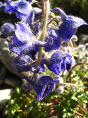 Delphinium caucasicum