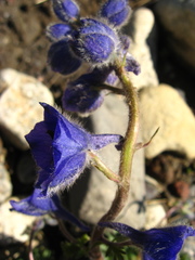Delphinium caucasicum
