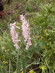 Corydalis glaucescens