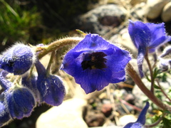 Delphinium caucasicum
