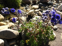 Delphinium caucasicum