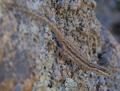 Urosaurus ornatus schottii