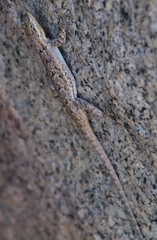 Urosaurus ornatus schottii