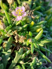 Spergularia rupestris