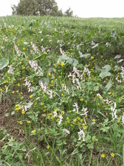 Corydalis glaucescens