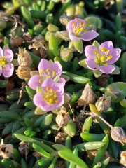Spergularia rupestris