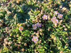 Spergularia rupestris
