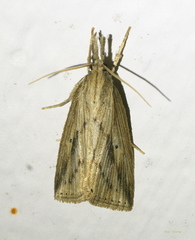 Image of Diatraea saccharalis