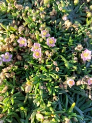 Spergularia rupestris