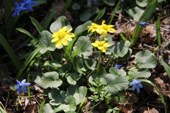 Ficaria verna calthifolia