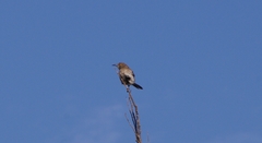 Toxostoma curvirostre