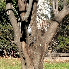 Sciurus carolinensis