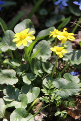 Ficaria verna calthifolia