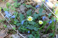 Ficaria verna calthifolia