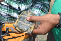 Testudo graeca buxtoni