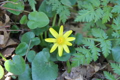 Ficaria verna calthifolia