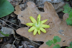 Ficaria verna calthifolia