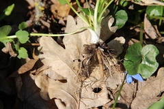 Ficaria verna calthifolia