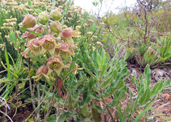 Pachycarpus dealbatus