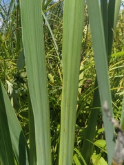 Cerodontha thompsoni