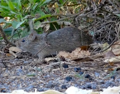 Sigmodon arizonae