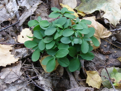 Euonymus verrucosus