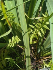 Cerodontha thompsoni