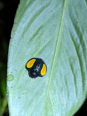 Omaspides specularis