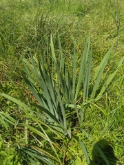 Cerodontha thompsoni