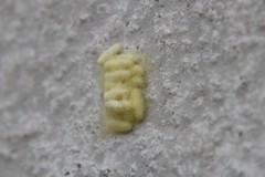 Cotesia glomerata
