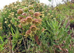 Pachycarpus dealbatus