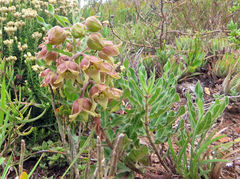 Pachycarpus dealbatus